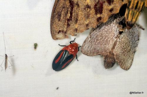 Laccogrypota valida